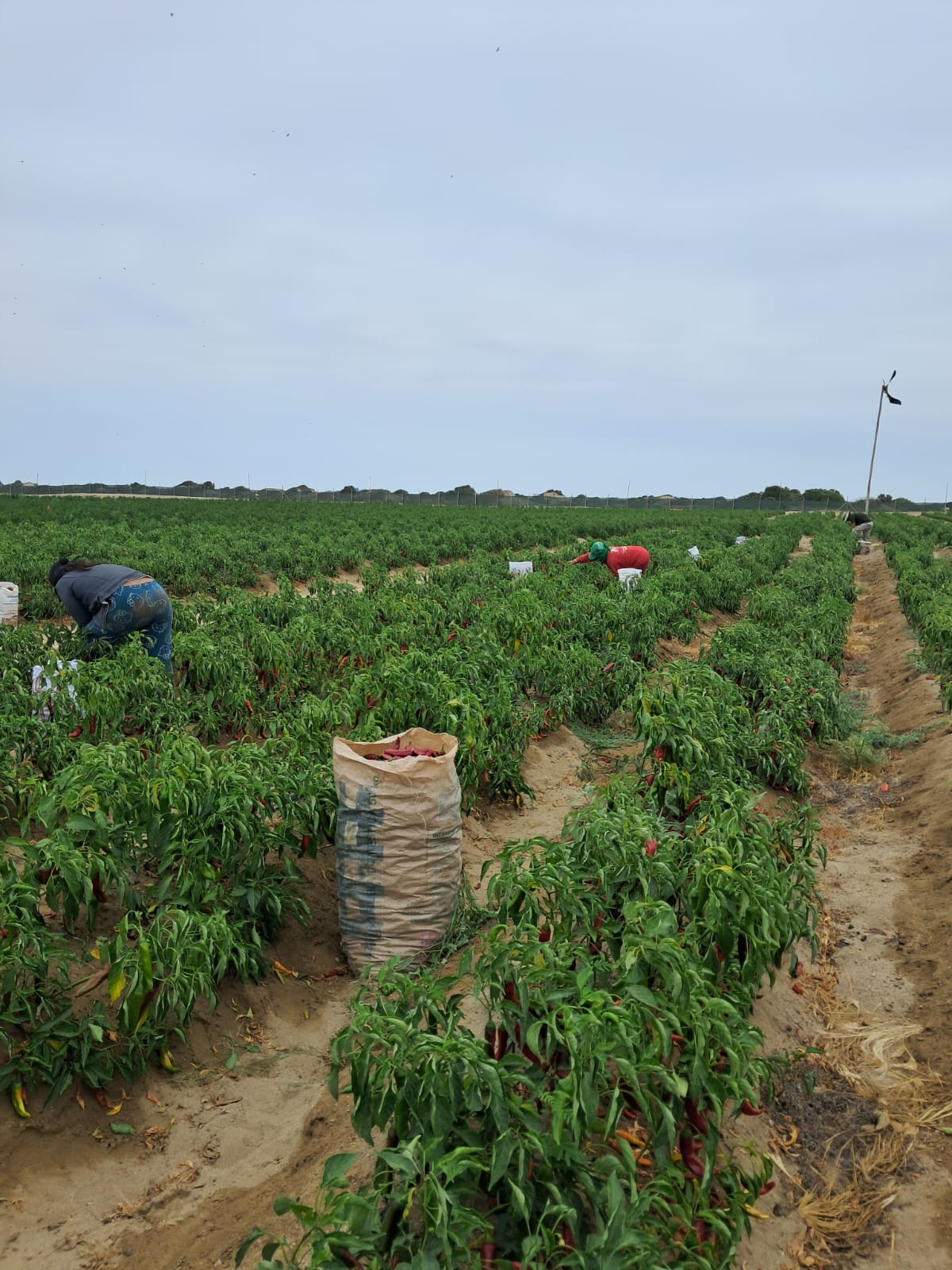 Inicio de la cosecha de ají páprika en Fundo La Casona