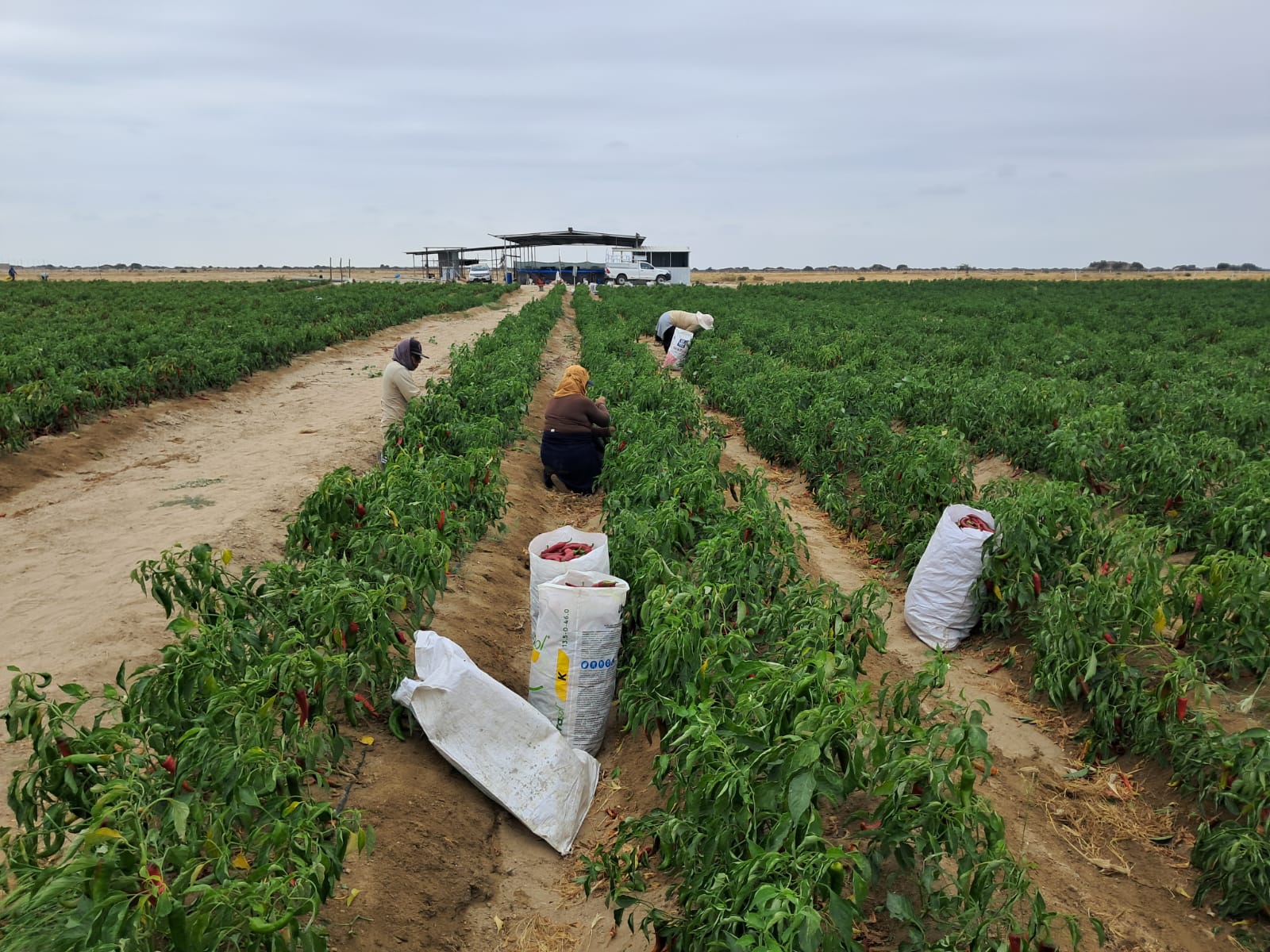 Fundo La Casona inicia la cosecha de ají páprika y marca un nuevo hito en su desarrollo agrícola.