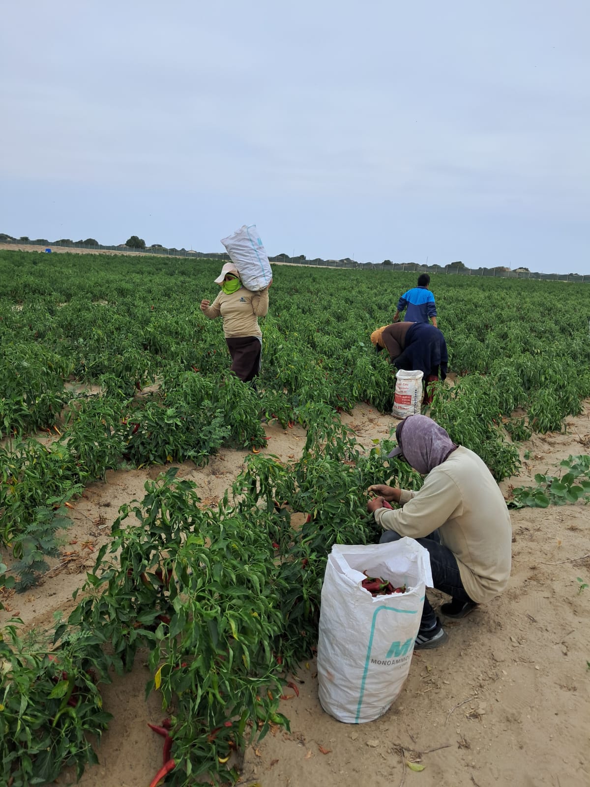 Equipo de trabajo durante la cosecha de páprika