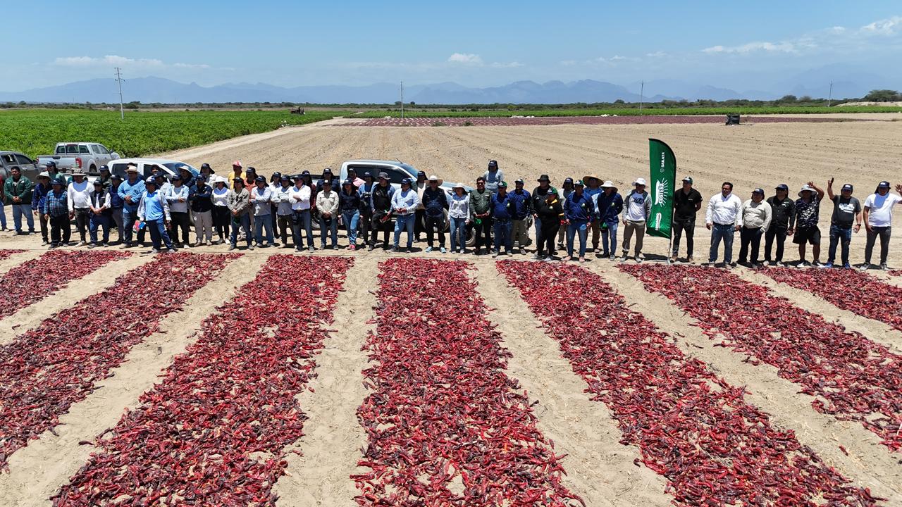 Fundo La Casona participa en pasantía de presentación de la nueva variedad de ají páprika “Costeña” 🌶️